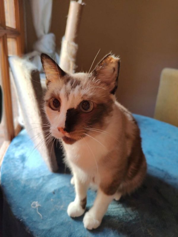 Europa - Chat à adopter - photo 3