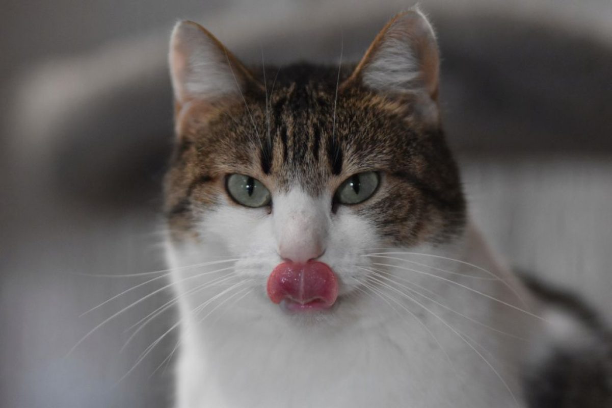 Foggia - Chat à adopter - photo 2