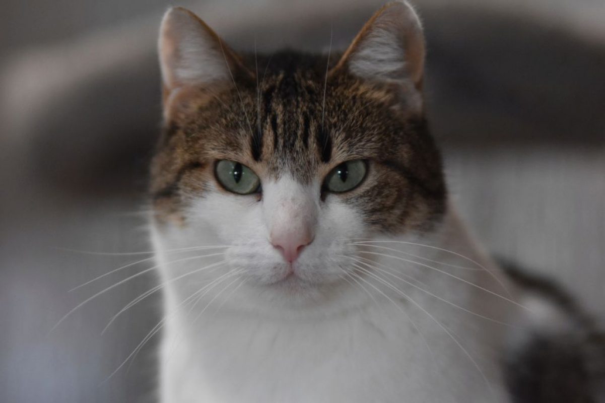 Foggia - Chat à adopter - photo 3