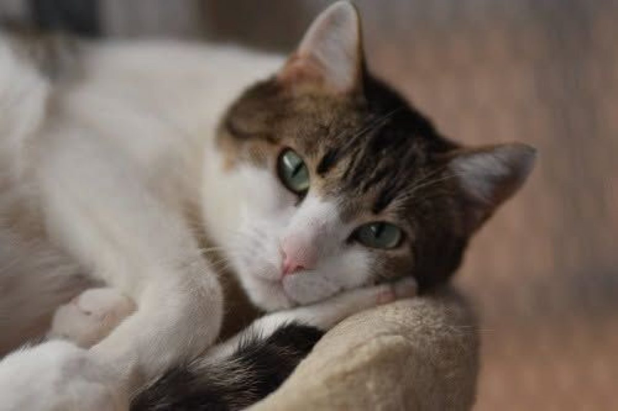 Foggia - Chat à adopter - photo 4
