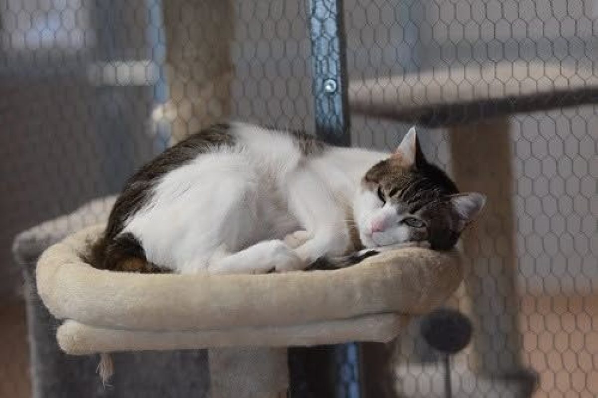 Foggia - Chat à adopter - photo 5