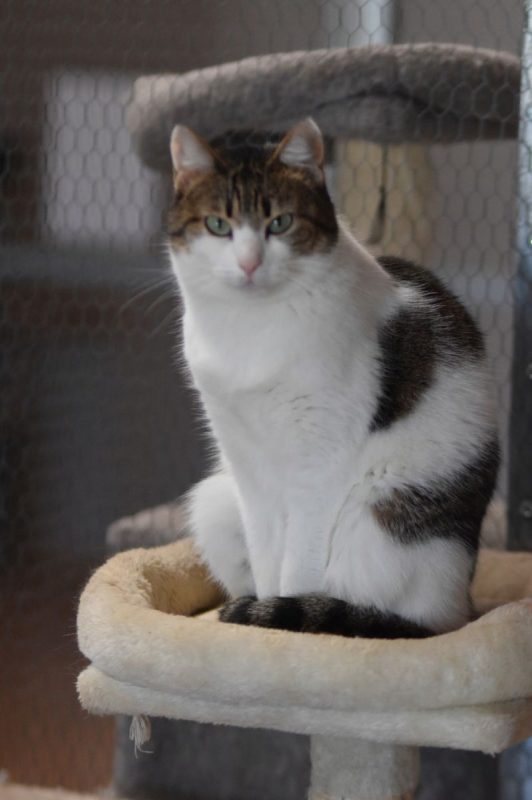 Foggia - Chat à adopter