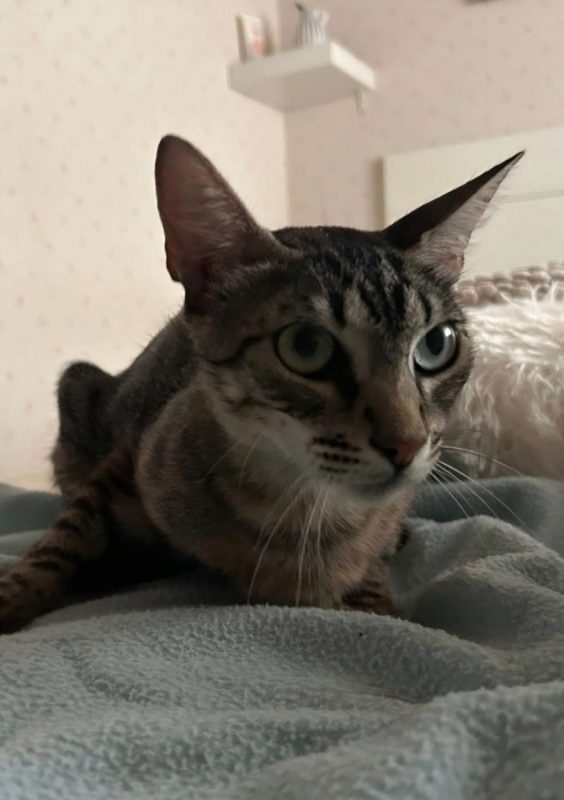 Peggy - Chat à adopter - photo 4