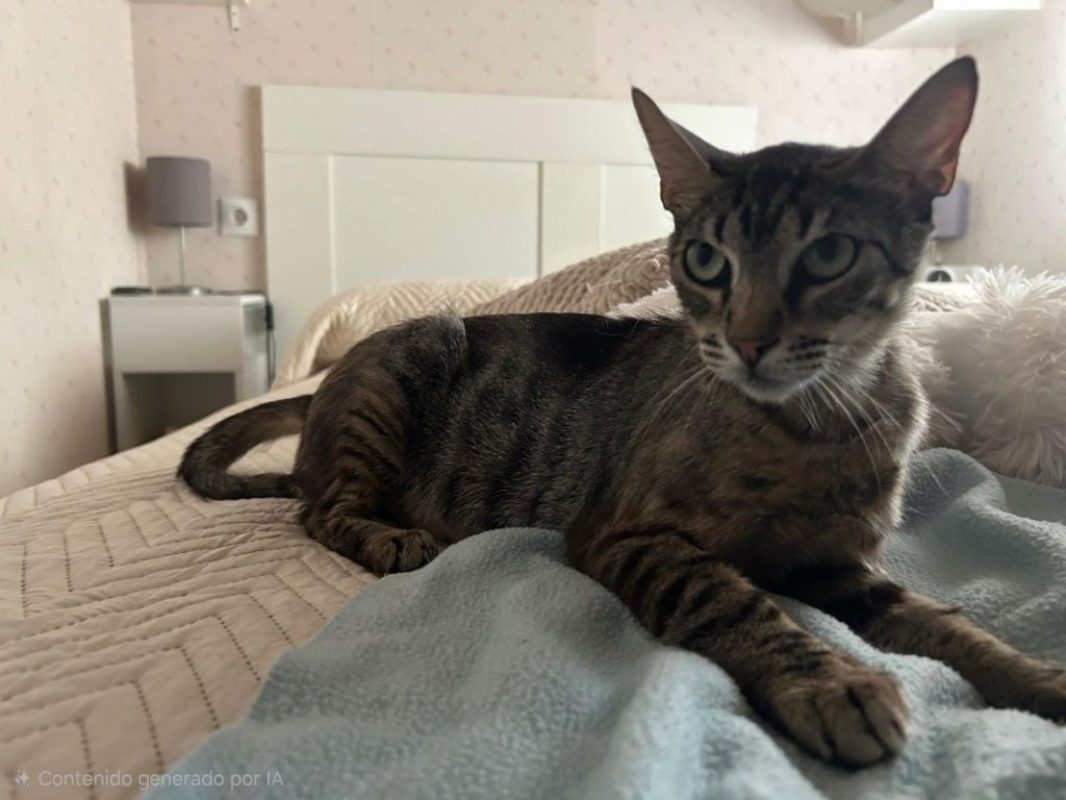 Peggy - Chat à adopter - photo 7