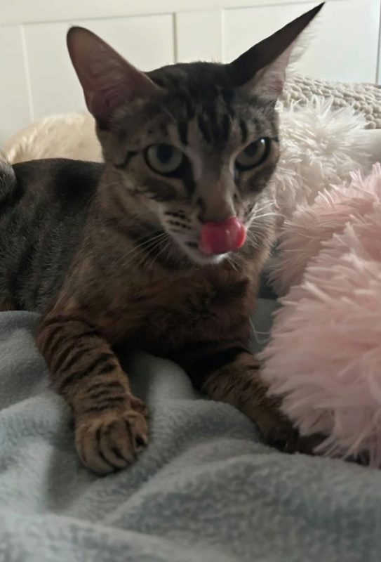 Peggy - Chat à adopter - photo 3