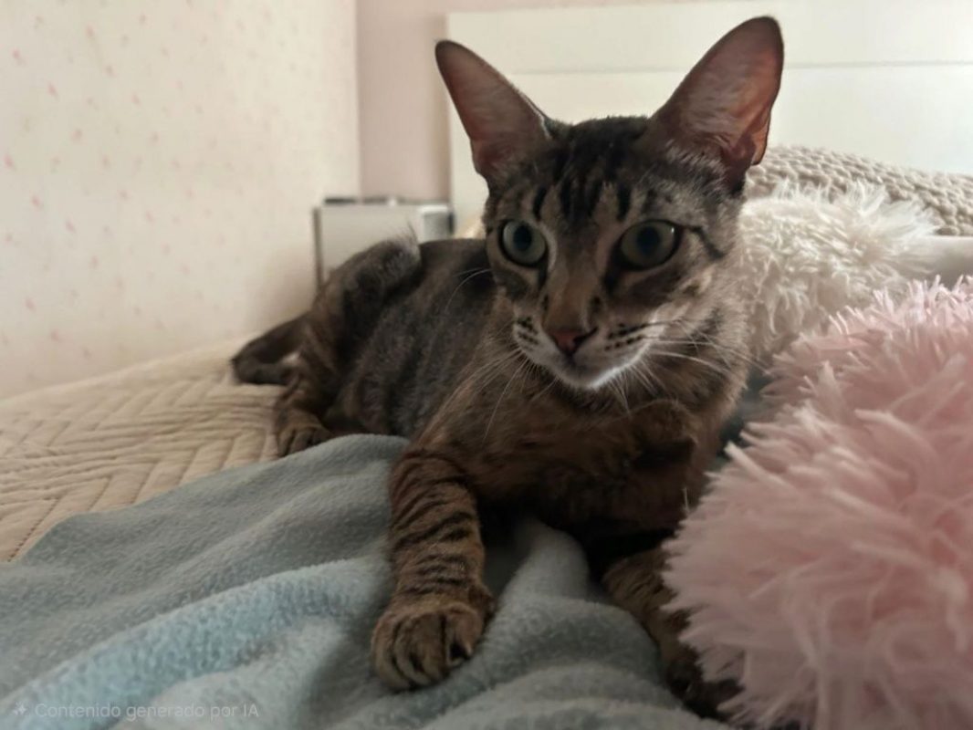 Peggy - Chat à adopter - photo 6