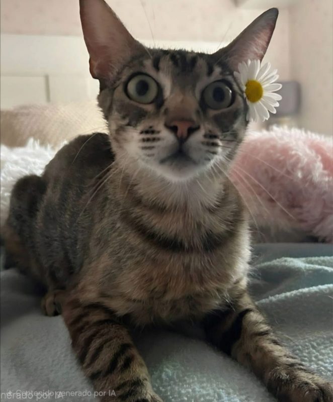 Peggy - Chat à adopter