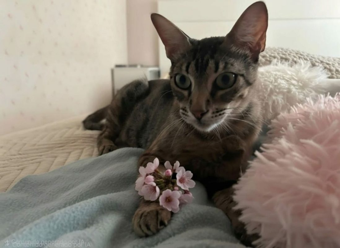 Peggy - Chat à adopter - photo 8