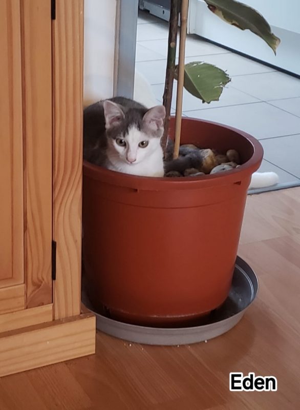EDEN - Chat Européen à adopter - photo 3