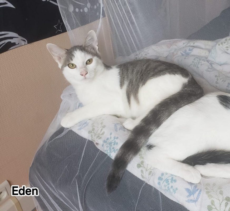 EDEN - Chat Européen à adopter - photo 4