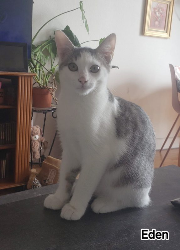 EDEN - Chat Européen à adopter