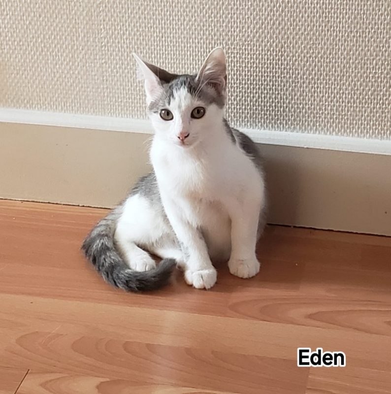 EDEN - Chat Européen à adopter - photo 2