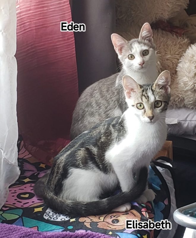 ELISABETH - Chat Européen à adopter - photo 3