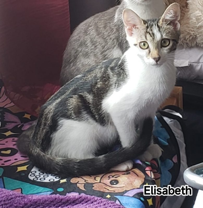 ELISABETH - Chat Européen à adopter