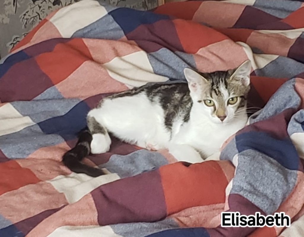 ELISABETH - Chat Européen à adopter - photo 2