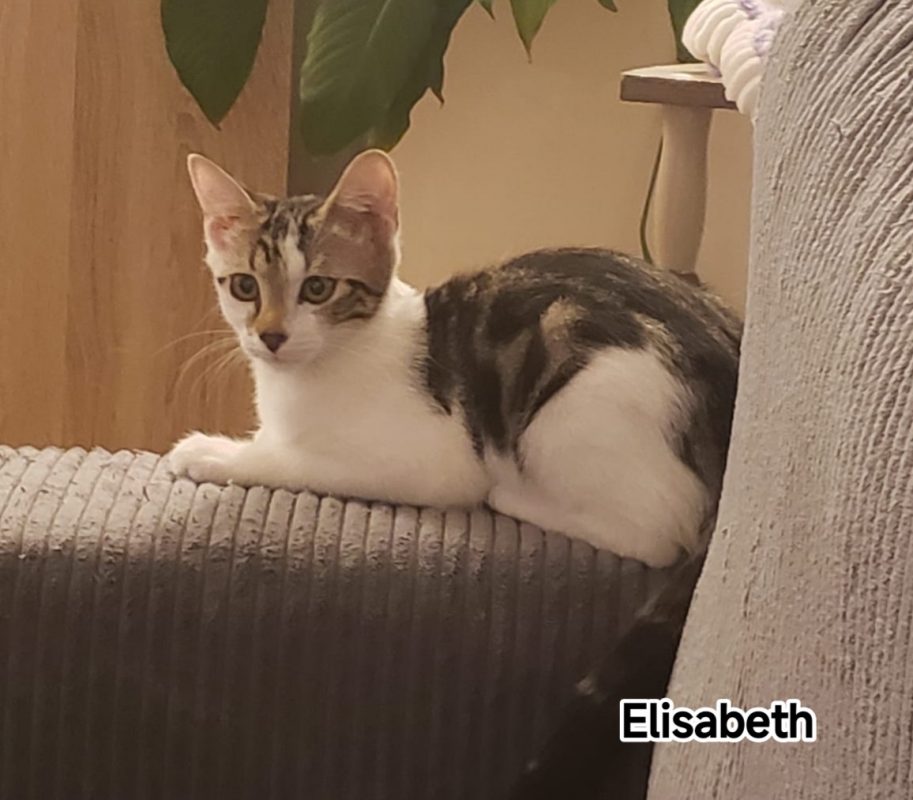 ELISABETH - Chat Européen à adopter - photo 4