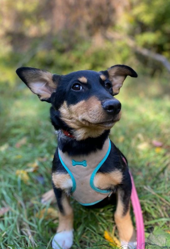 BARCELONA - Chien Teckel à adopter - photo 2