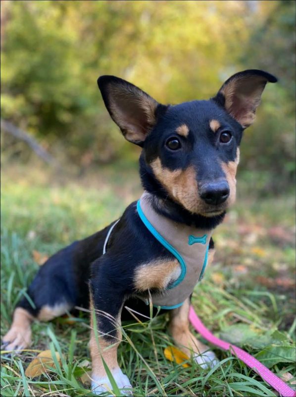 BARCELONA - Chien Teckel à adopter - photo 3