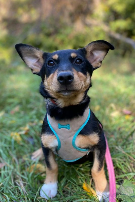 BARCELONA - Chien Teckel à adopter - photo 4