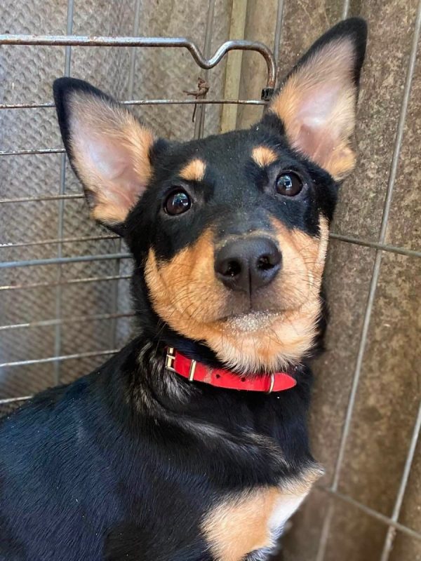 BARCELONA - Chien Teckel à adopter