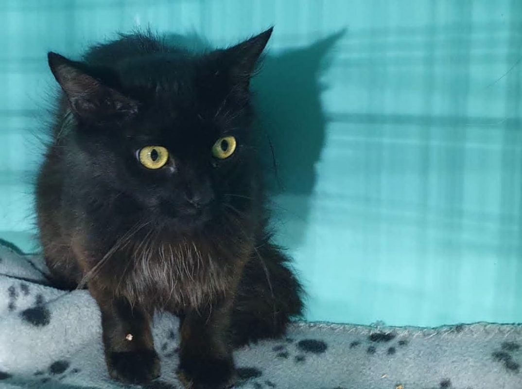 Saipan - Chat Européen à adopter