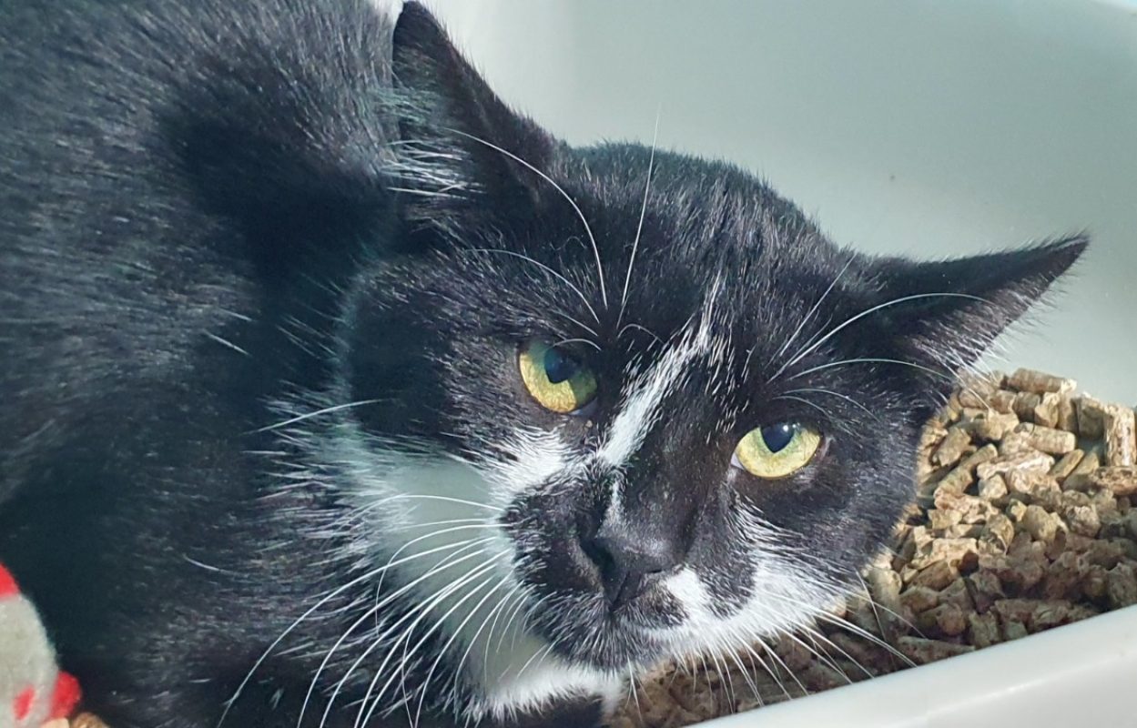 Tokay - Chat Européen à adopter