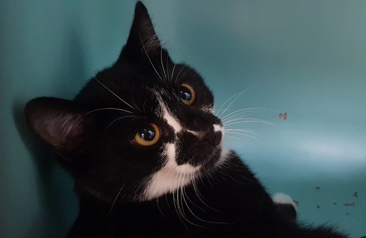 Tokay - Chat Européen à adopter - photo 2