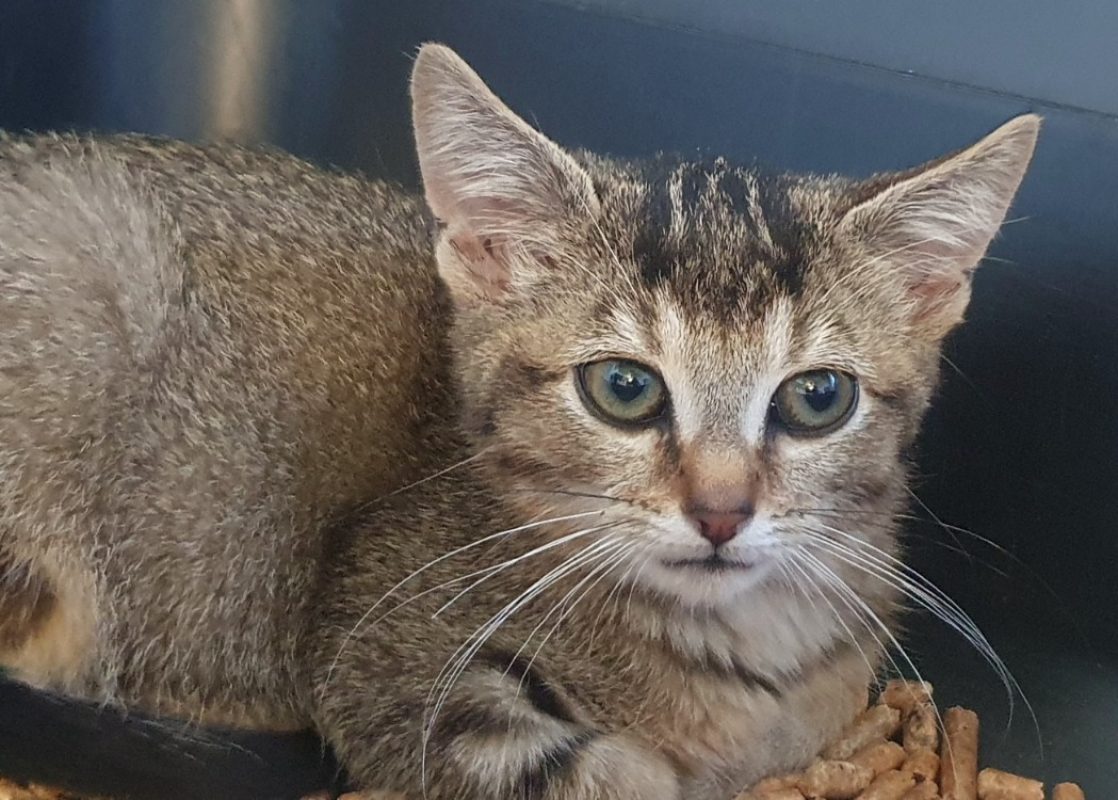 Mozzarella - Chat Européen à adopter