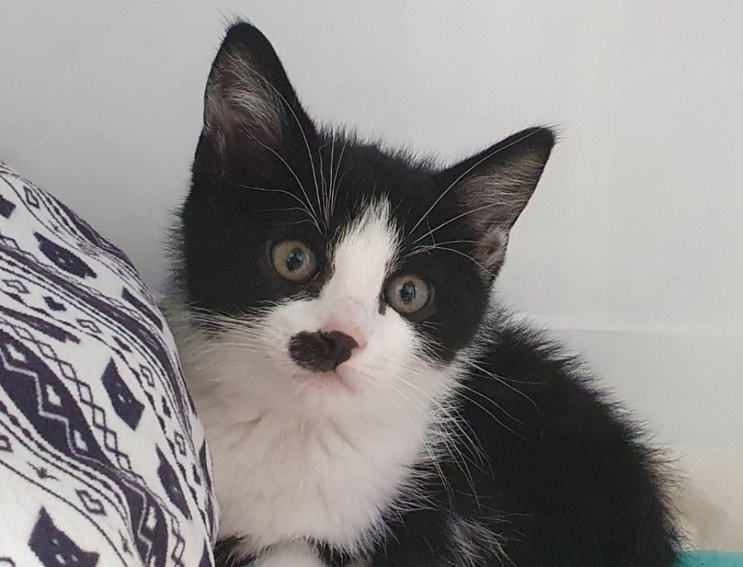 Palawan - Chat Européen à adopter
