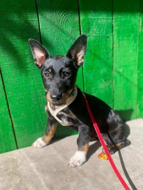 VENISE - Chien Teckel à adopter