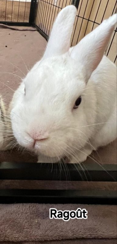 RAGOUT ET RILLETTE - Rongeur Lapin à adopter - photo 4
