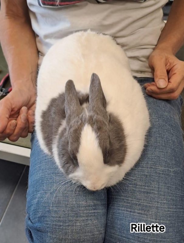 RAGOUT ET RILLETTE - Rongeur Lapin à adopter - photo 2