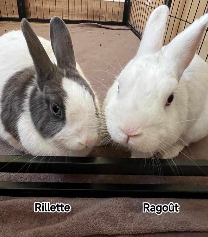 RAGOUT ET RILLETTE - Rongeur Lapin à adopter
