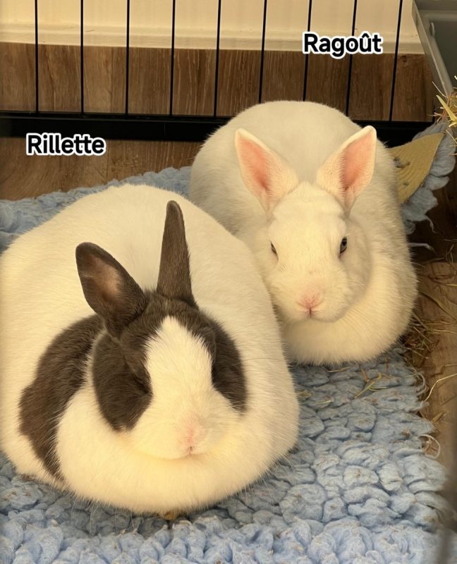 RAGOUT ET RILLETTE - Rongeur Lapin à adopter - photo 3