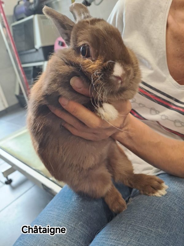 CHATAIGNE - Rongeur Lapin à adopter