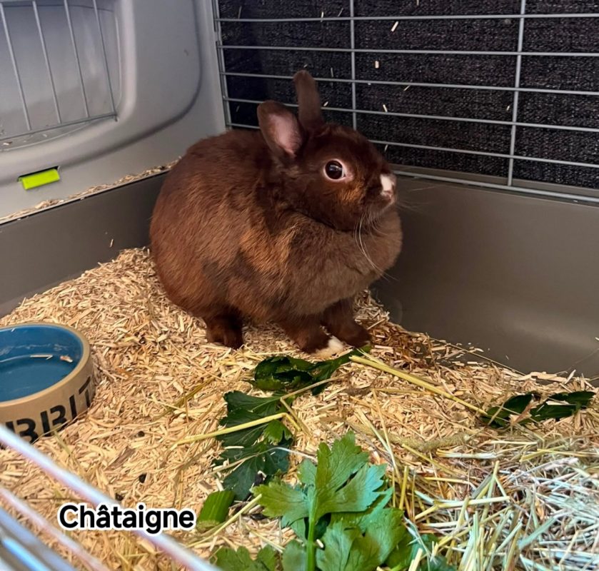 CHATAIGNE - Rongeur Lapin à adopter - photo 2