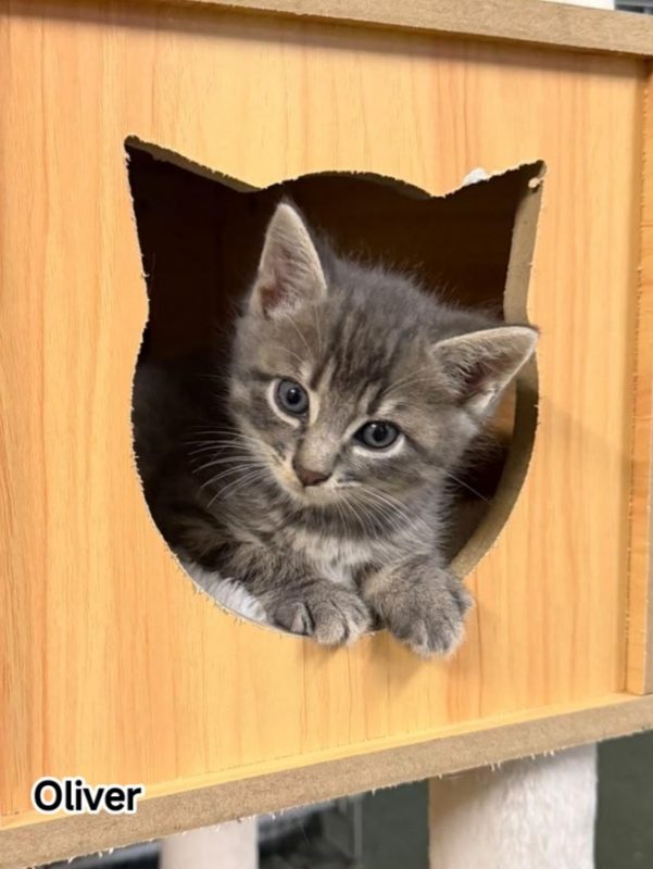 OLIVER - Chat Européen à adopter
