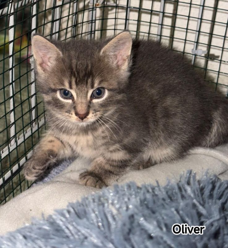 OLIVER - Chat Européen à adopter - photo 2