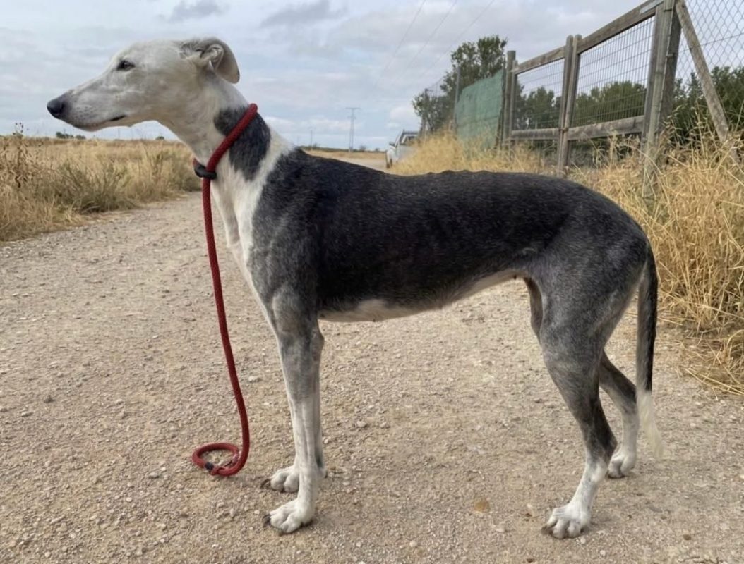 Gala - Chien Galgo à adopter - photo 2