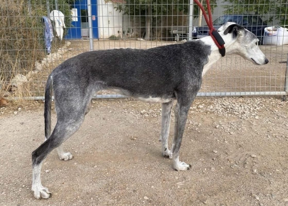 Gala - Chien Galgo à adopter - photo 5