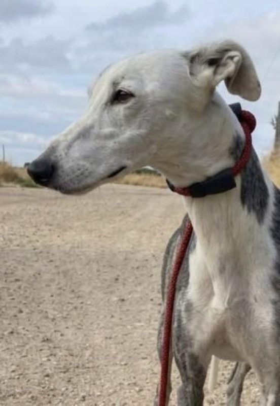 Gala - Chien Galgo à adopter - photo 4