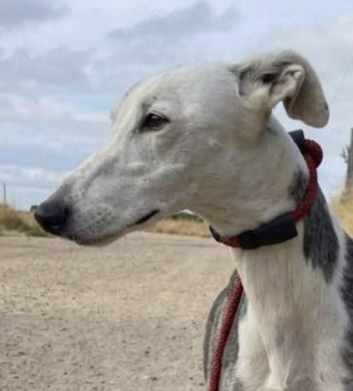 Gala - Chien Galgo à adopter
