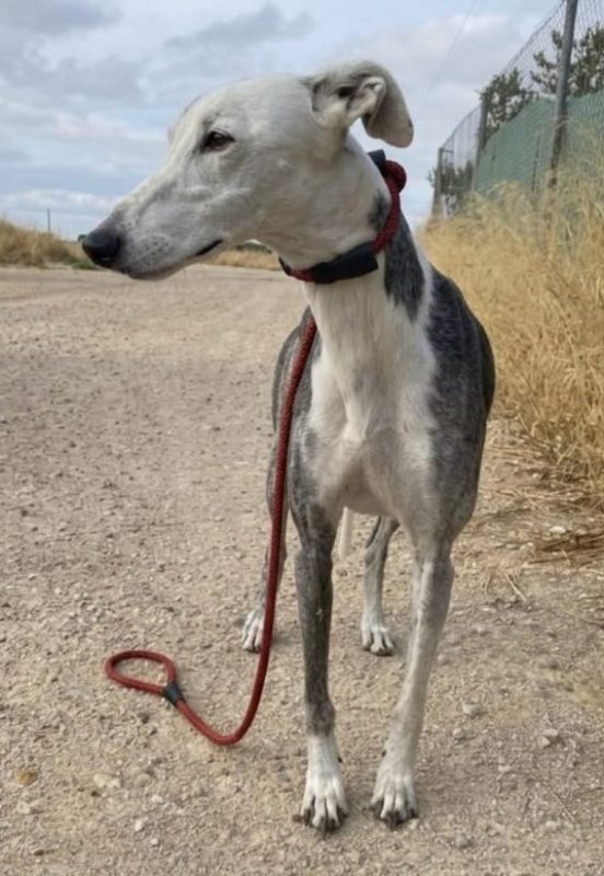 Gala - Chien Galgo à adopter - photo 3
