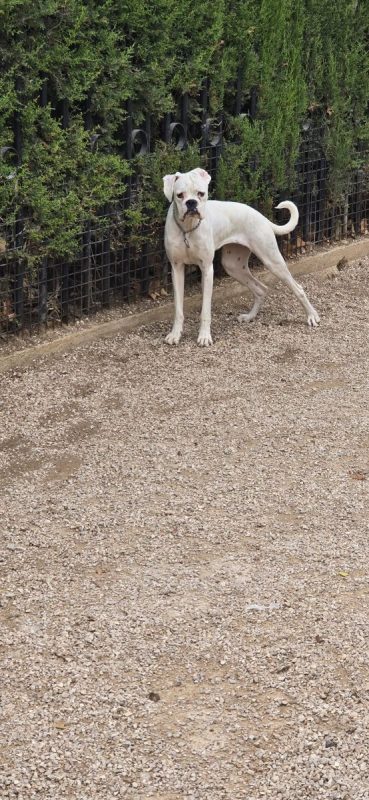 Yaki - Chien Boxer à adopter - photo 14