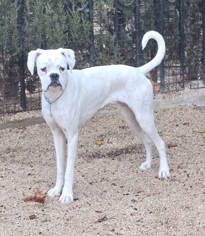 Yaki - Chien Boxer à adopter - photo 2
