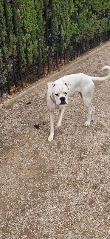 Yaki - Chien Boxer à adopter - photo 3