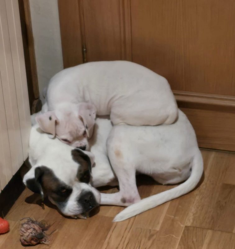 Yaki - Chien Boxer à adopter - photo 13