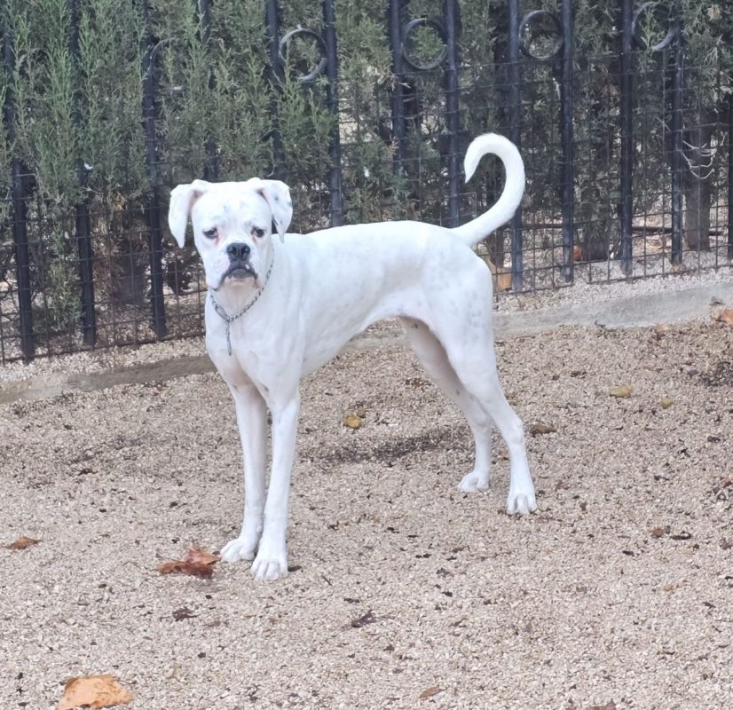 Yaki - Chien Boxer à adopter - photo 16