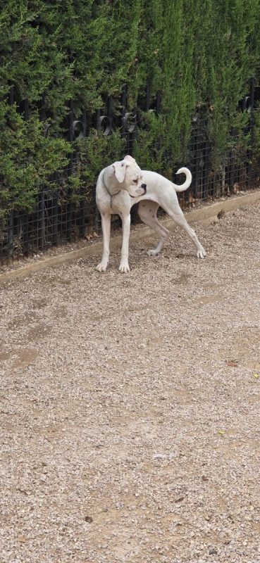 Yaki - Chien Boxer à adopter - photo 9