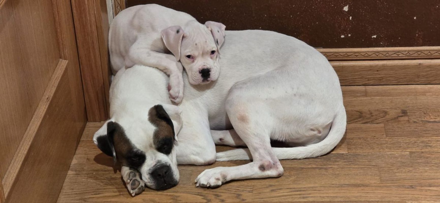 Yaki - Chien Boxer à adopter - photo 11